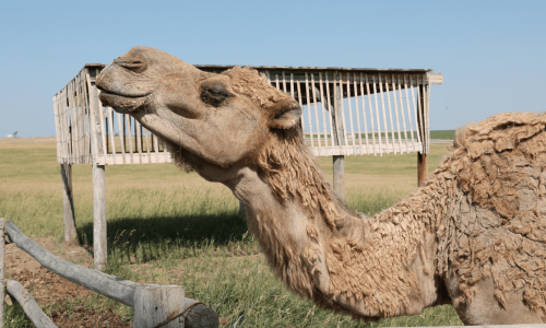 Close up of a camel at 1880 Town